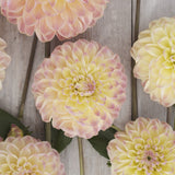 Dahlia 'Hapet Pastell'