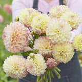 Dahlia 'Hapet Pastell'