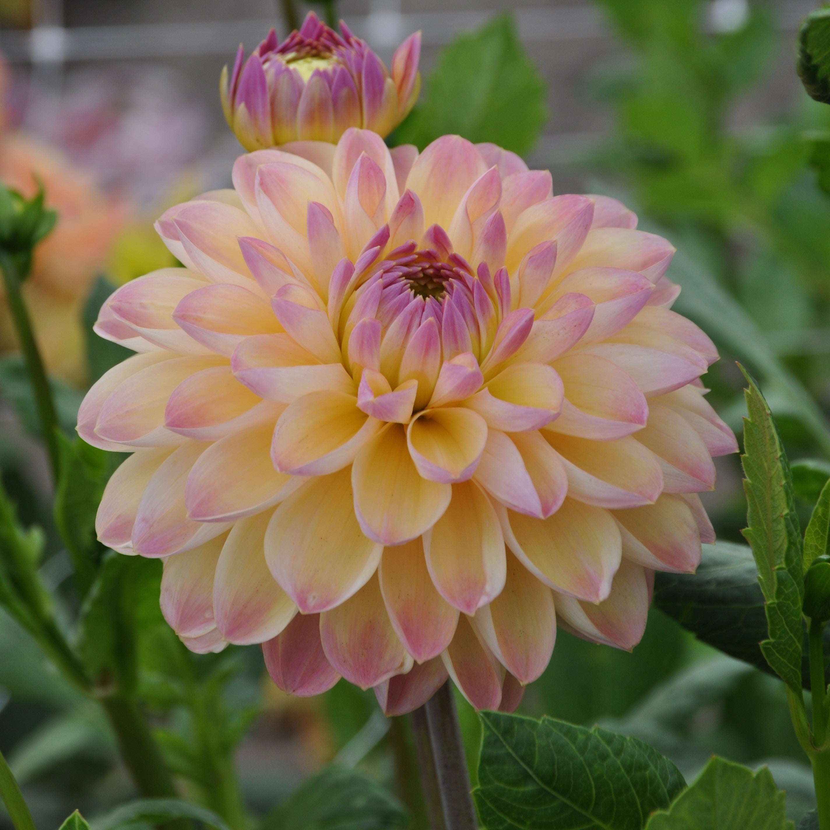 Dahlia 'Hapet Pastell'