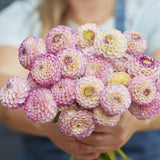 Dahlia 'Hapet Compo'