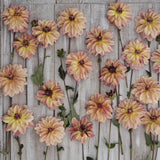 Dahlia 'Happy Butterfly'