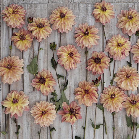 Dahlia 'Happy Butterfly'