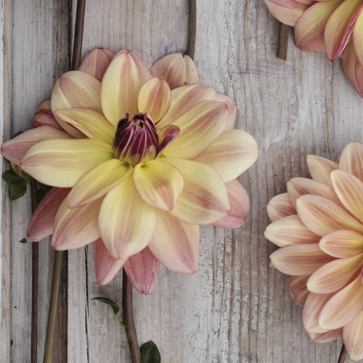 Dahlia 'Happy Butterfly'