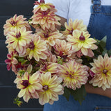 Dahlia 'Happy Butterfly'