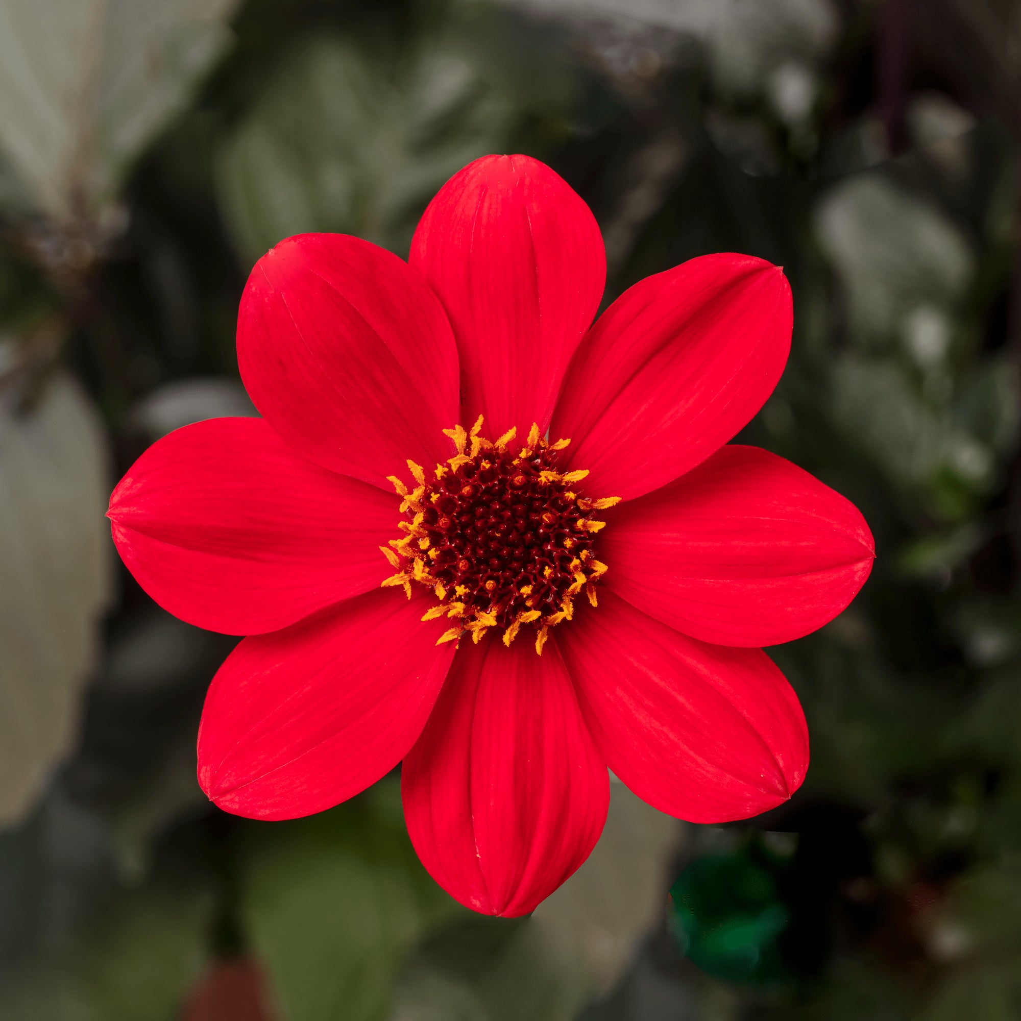 Dahlia 'Happy Days Cherry Red'