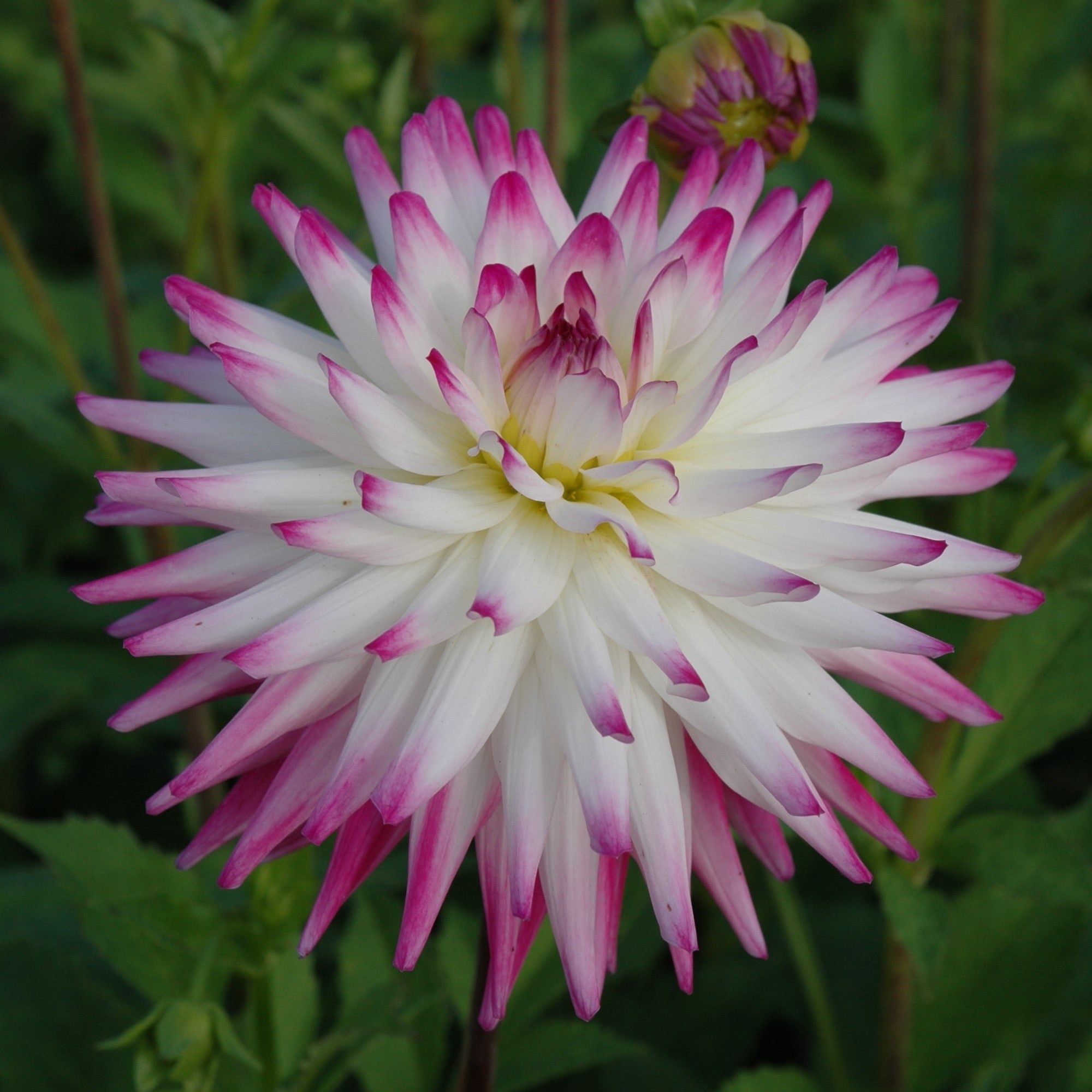 Dahlia 'Haley Jane'