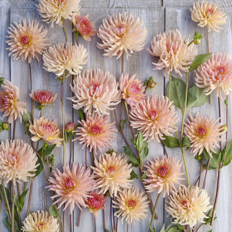 Dahlia 'Henriette'