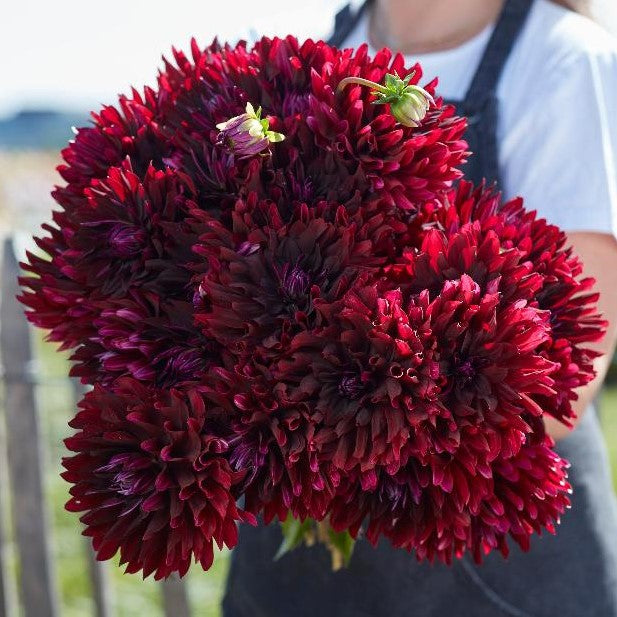 Dahlia 'Hollyhill Dark Beauty'