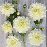 Dahlia 'Ice Breaker'