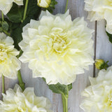 Dahlia 'Ice Breaker'