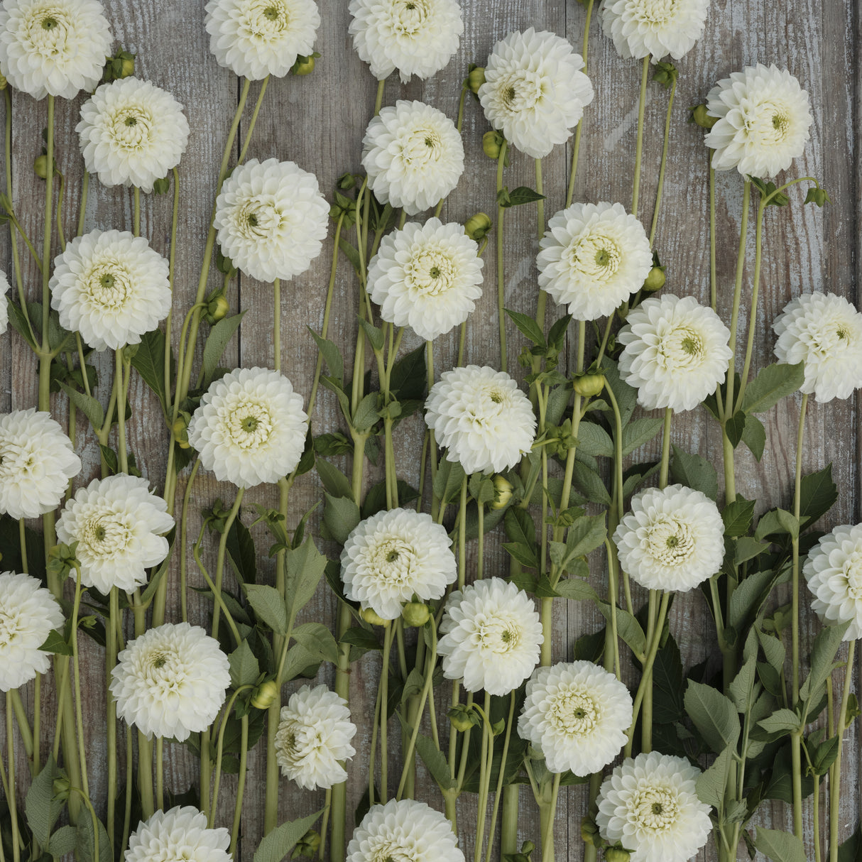 Dahlia 'Ice Ice Baby'