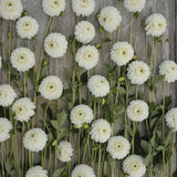 Dahlia 'Ice Ice Baby'