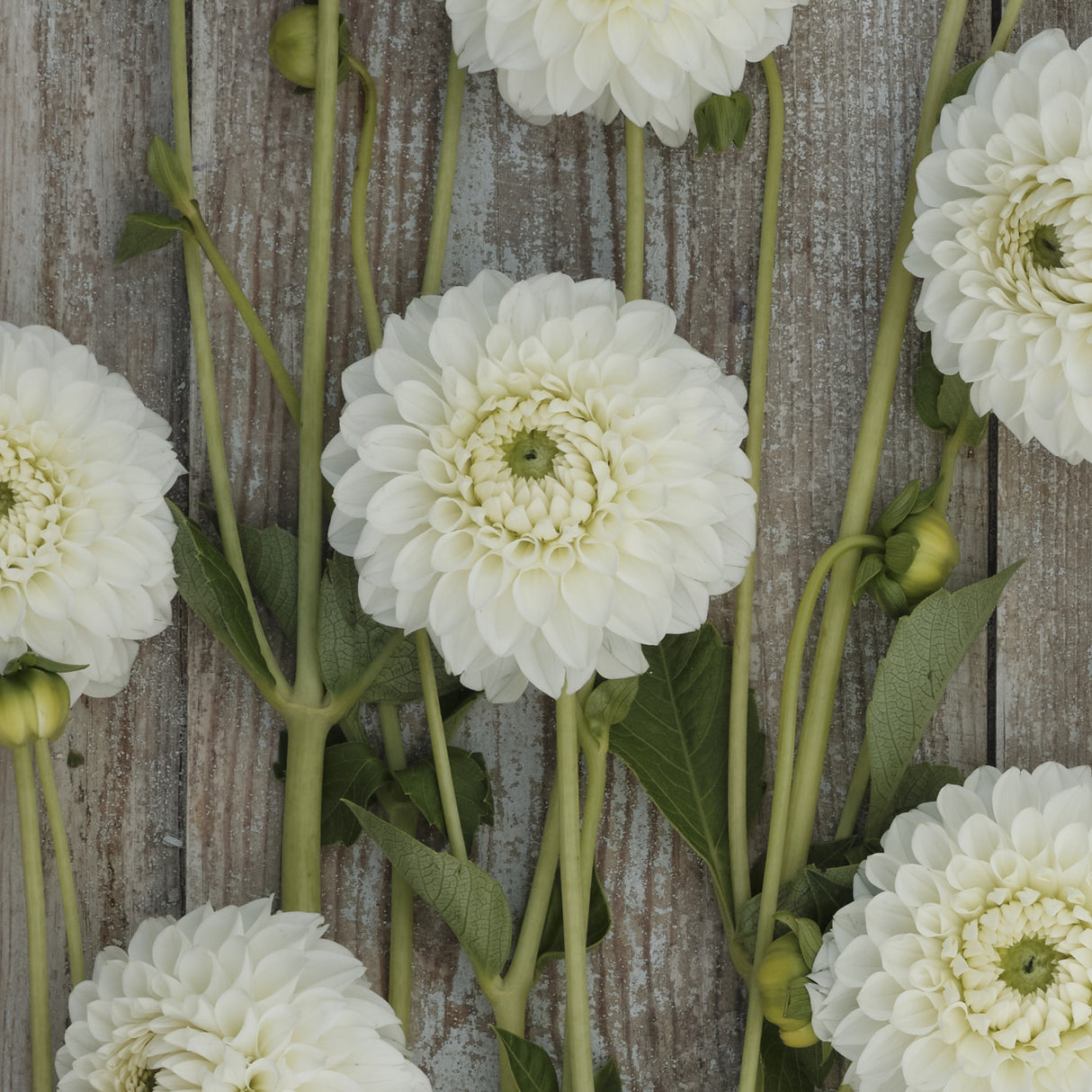 Dahlia 'Ice Ice Baby'