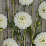 Dahlia 'Ice Ice Baby'