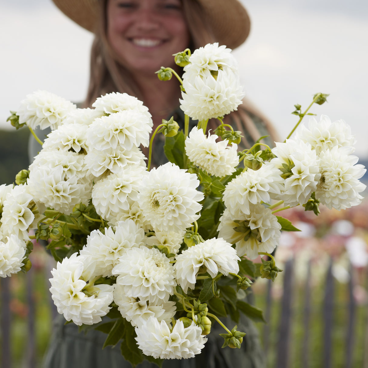 Dahlia 'Ice Ice Baby'