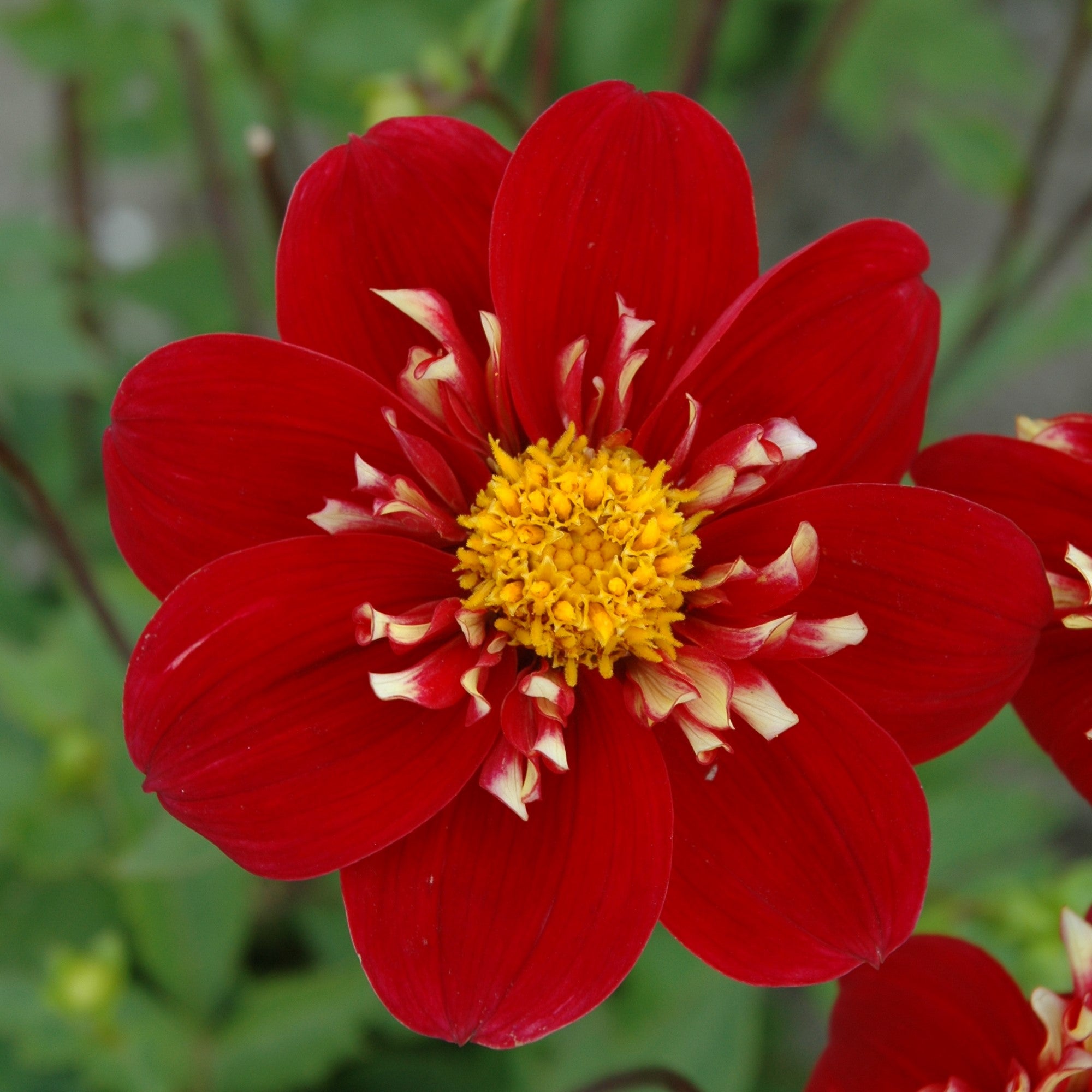 Dahlia 'Impression Festivo'