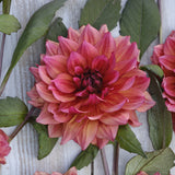 Dahlia 'Invitation'