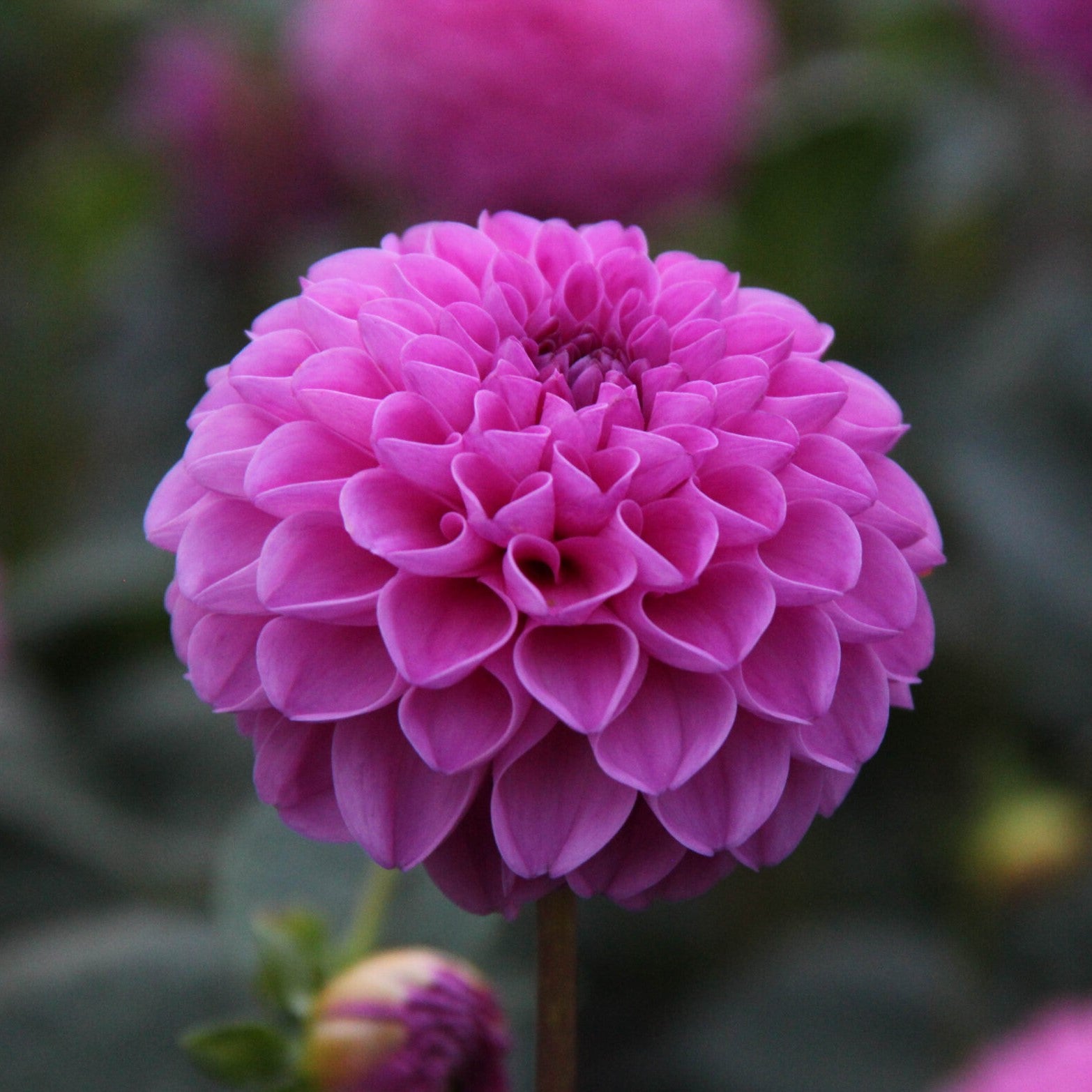 Dahlia 'Jan van Schaffelaar'