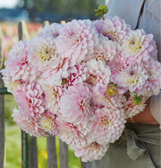 Dahlia 'Janick's Symphony'