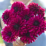 Dahlia 'Jennifer Mary Ellen'