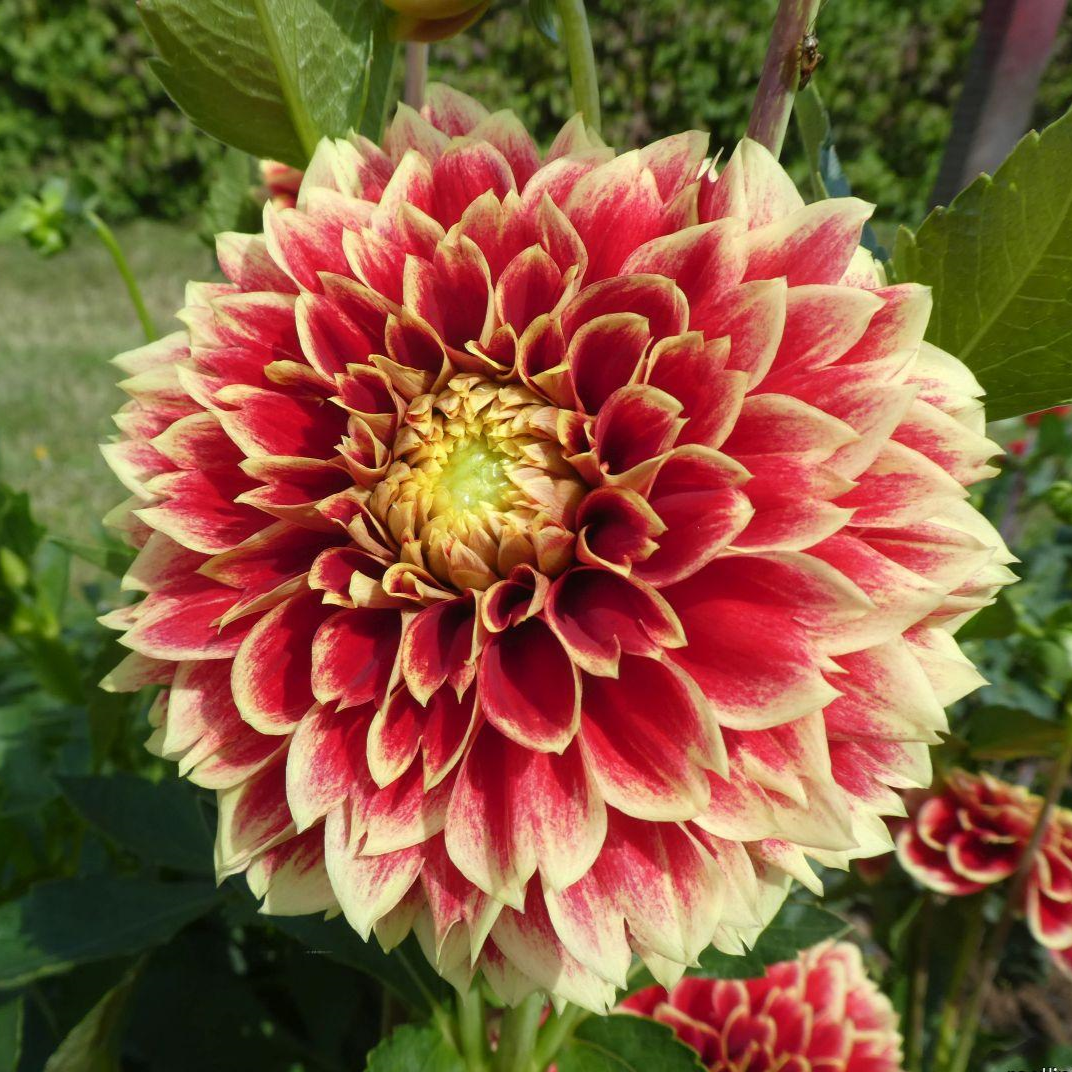 Dahlia 'Jowey Hubert'