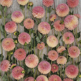 Dahlia 'Jowey Nicky'