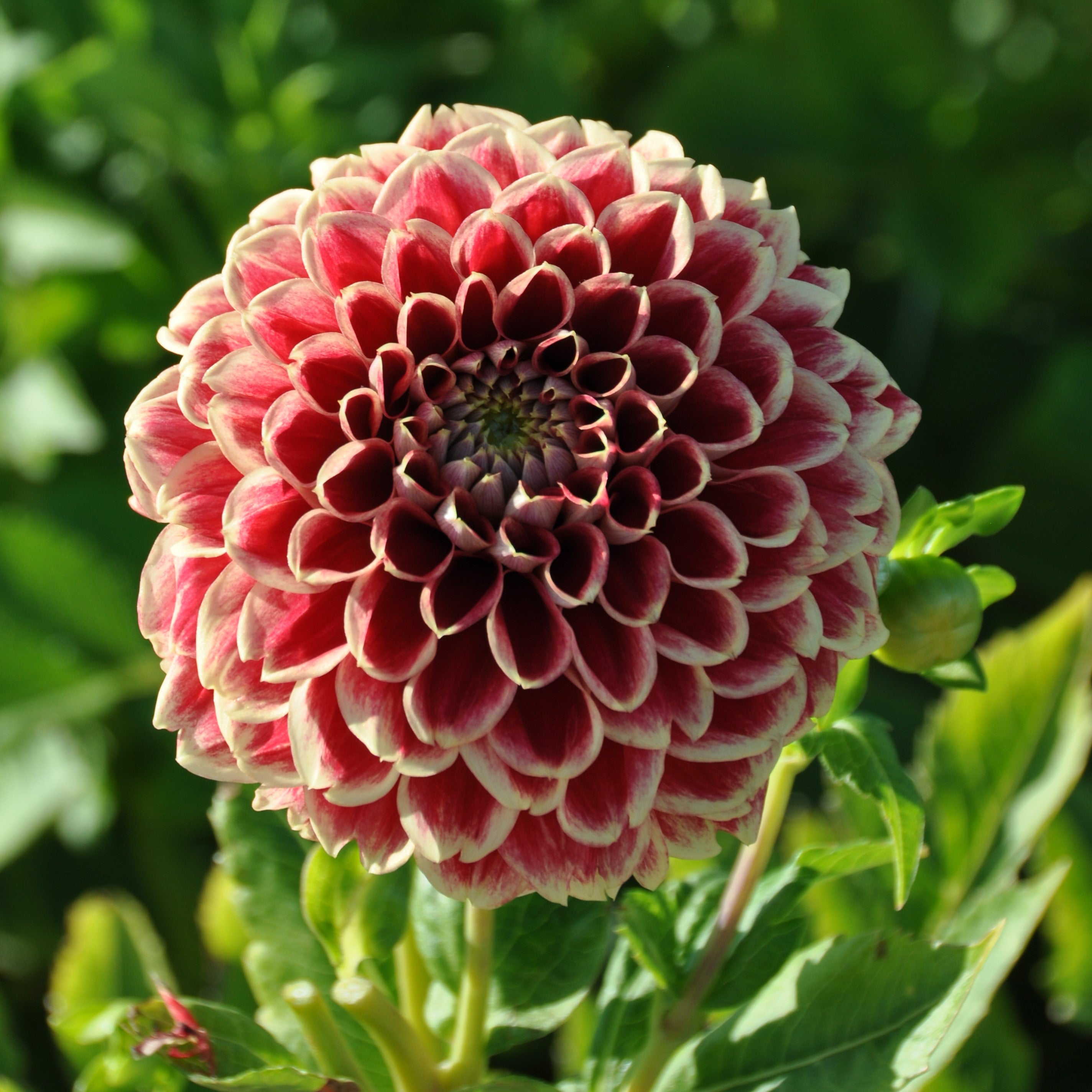 Dahlia 'Jowey Hubert'