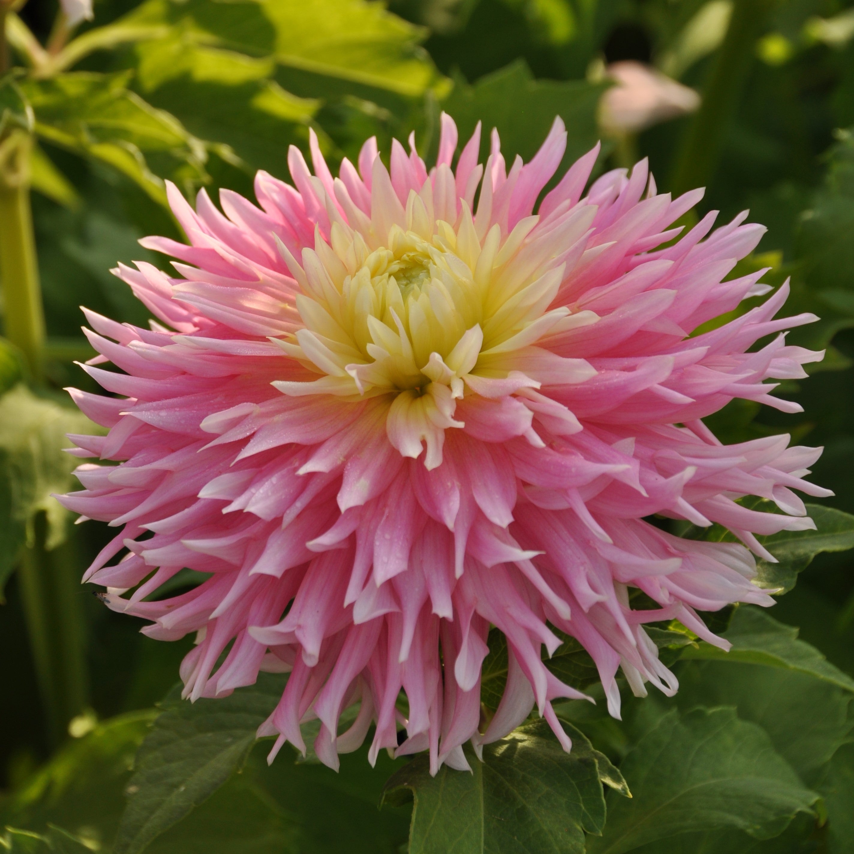 Dahlia 'Just Married'