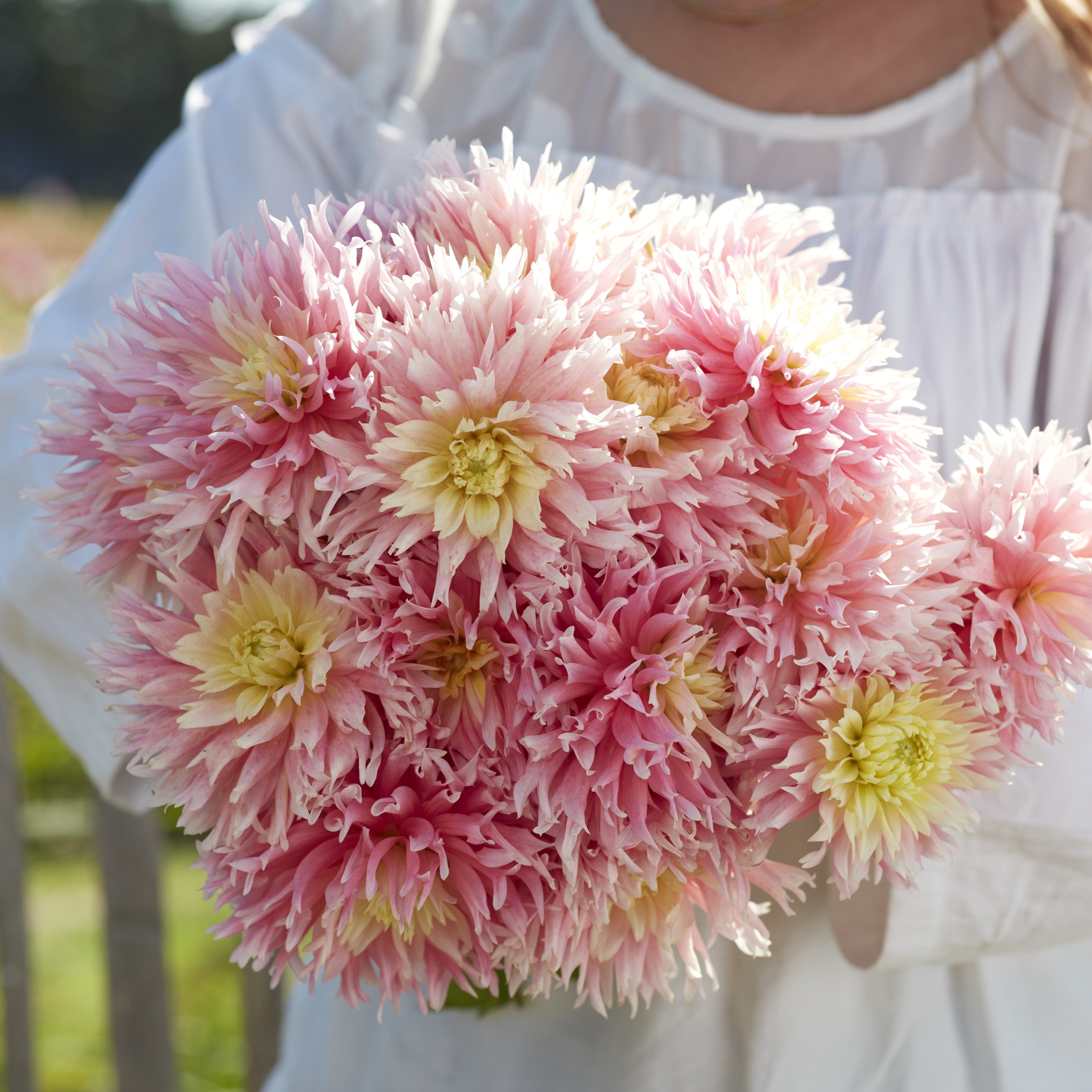 Dahlia 'Just Married'