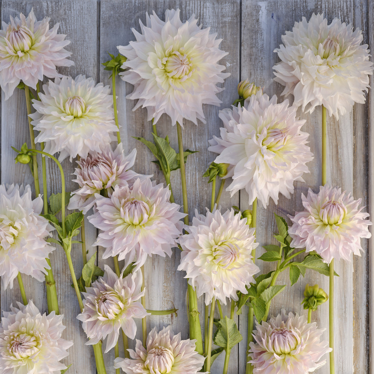 Dahlia 'Ka's Cloud'