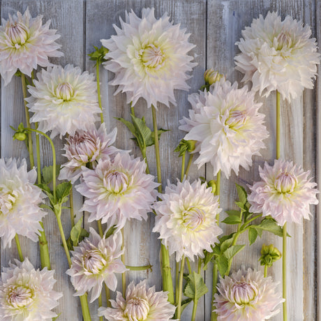 Dahlia 'Ka's Cloud'