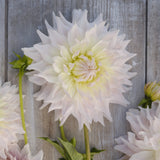Dahlia 'Ka's Cloud'