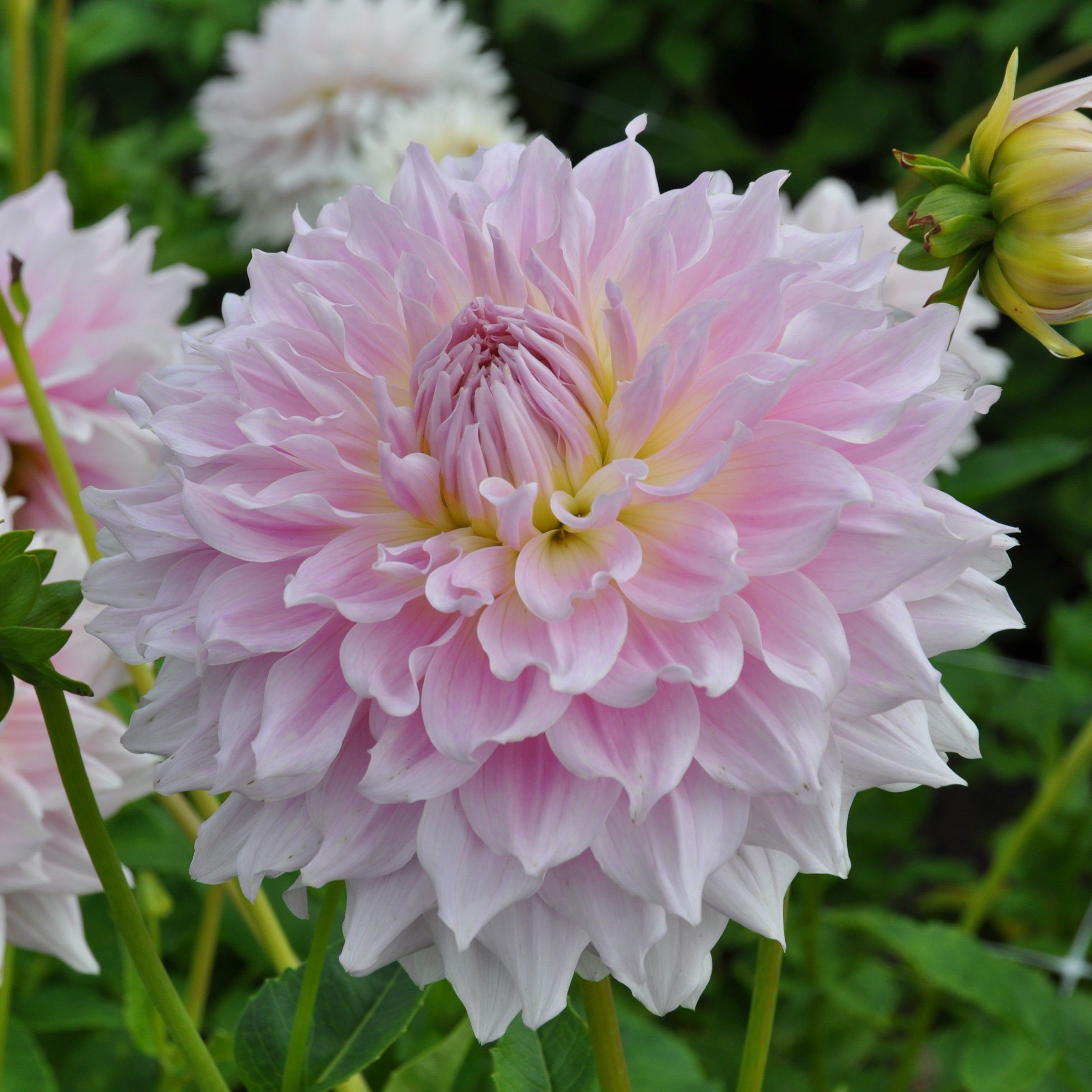 Dahlia 'Ka's Cloud'