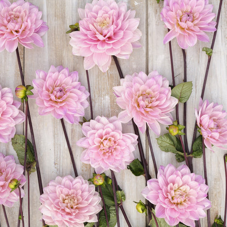 Dahlia 'Karma Prospero'