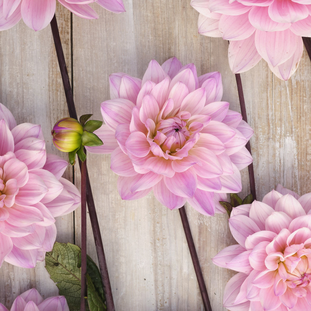 Dahlia 'Karma Prospero'