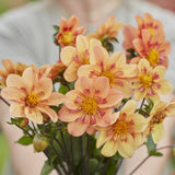 Dahlia 'Kelsey Annie Joy'