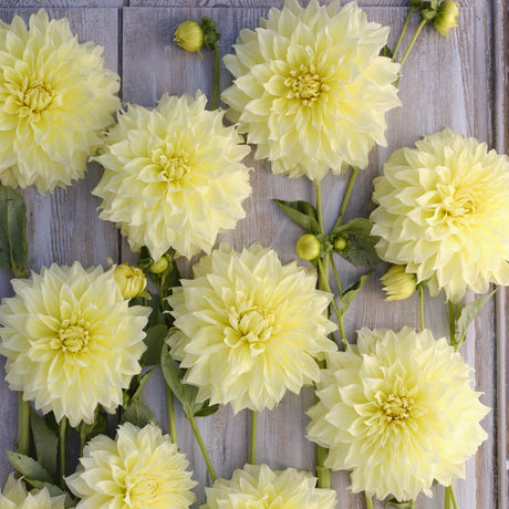 Dahlia 'Kelvin Floodlight'