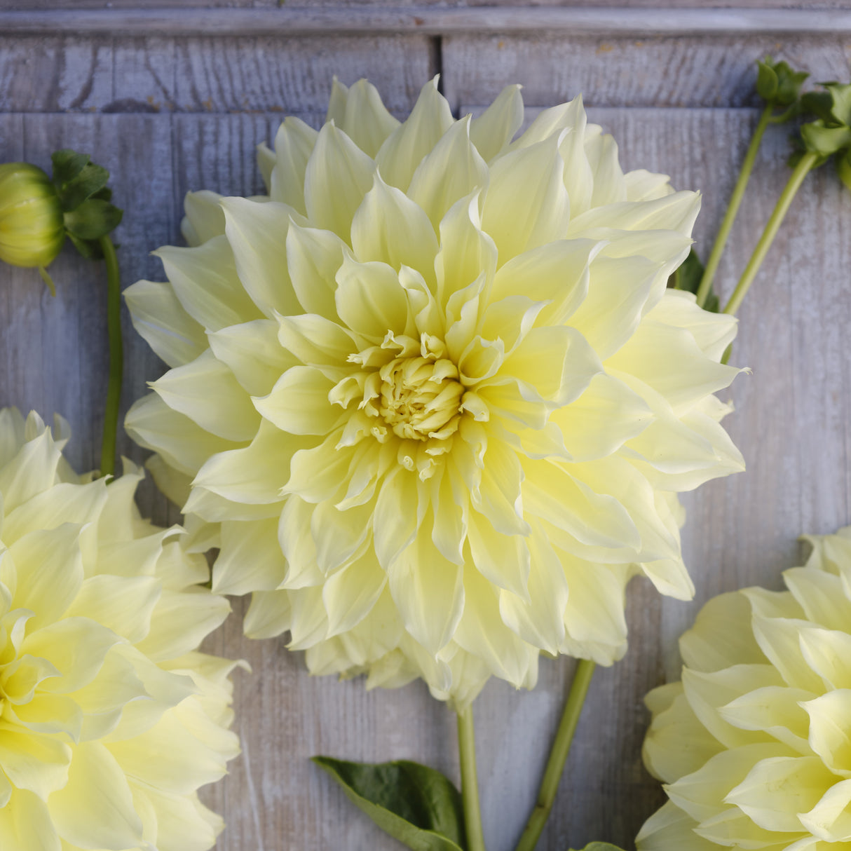 Dahlia 'Kelvin Floodlight'