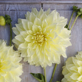 Dahlia 'Kelvin Floodlight'