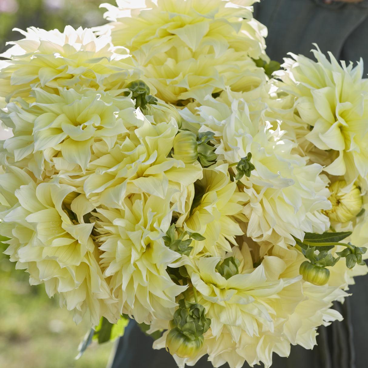 Dahlia 'Kelvin Floodlight'