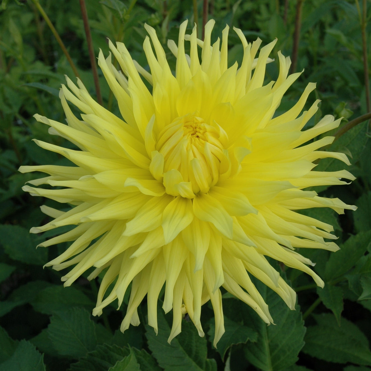 Dahlia 'Kennemerland'