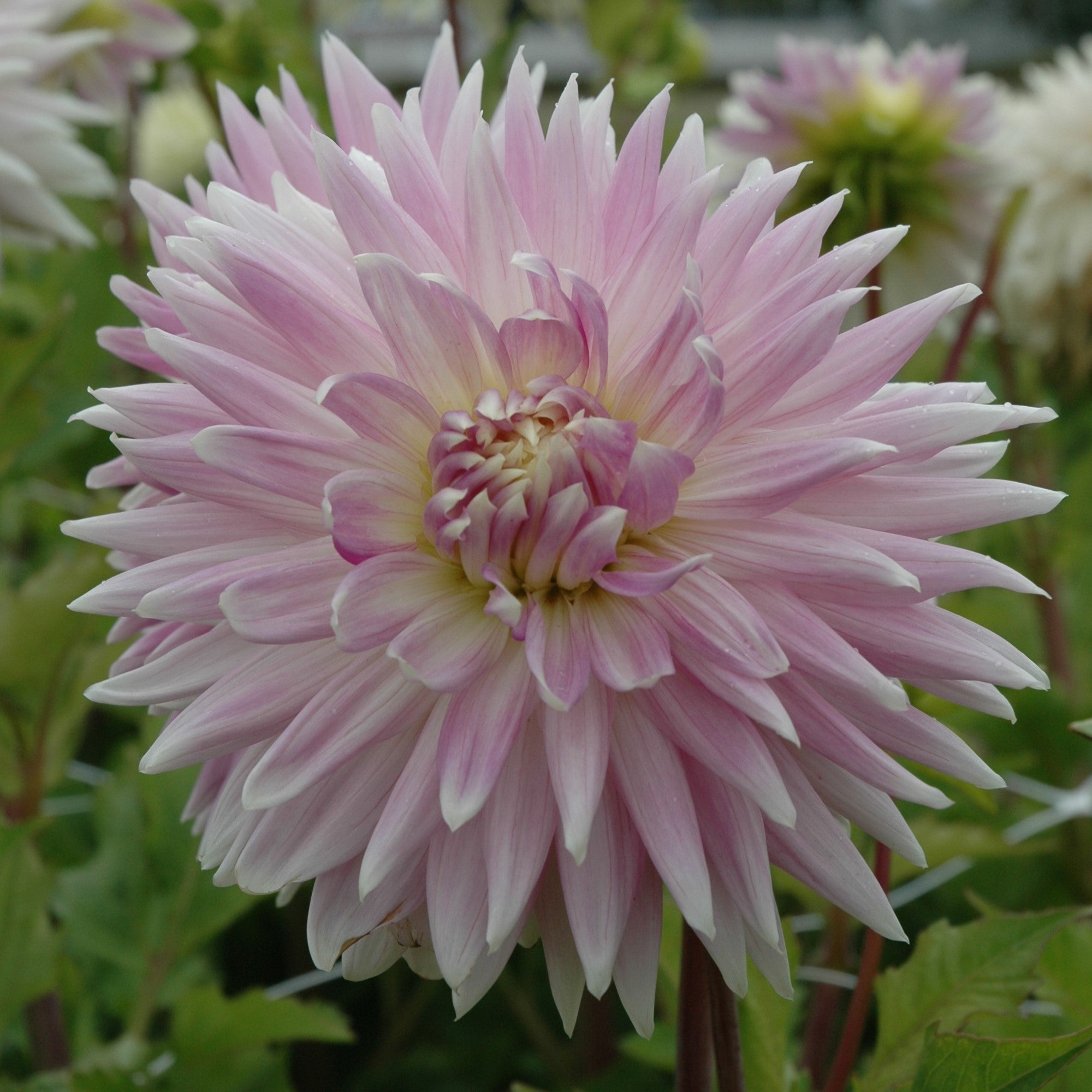 Dahlia 'Kiev'