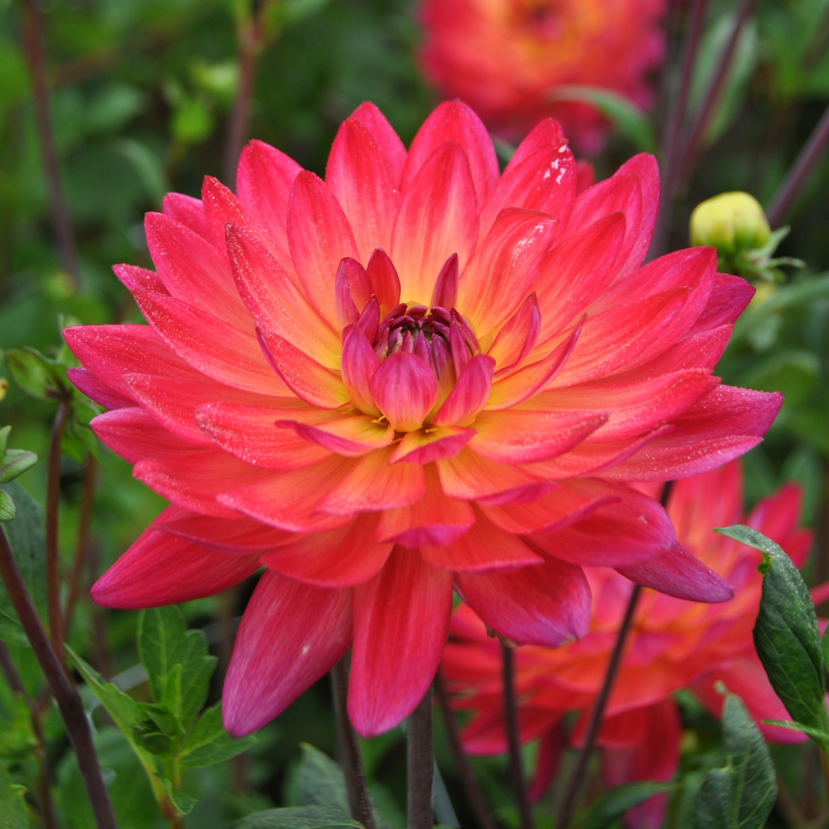 Dahlia 'Kilburn Glow'