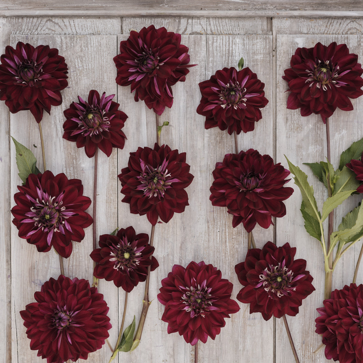 Dahlia 'King Arthur'