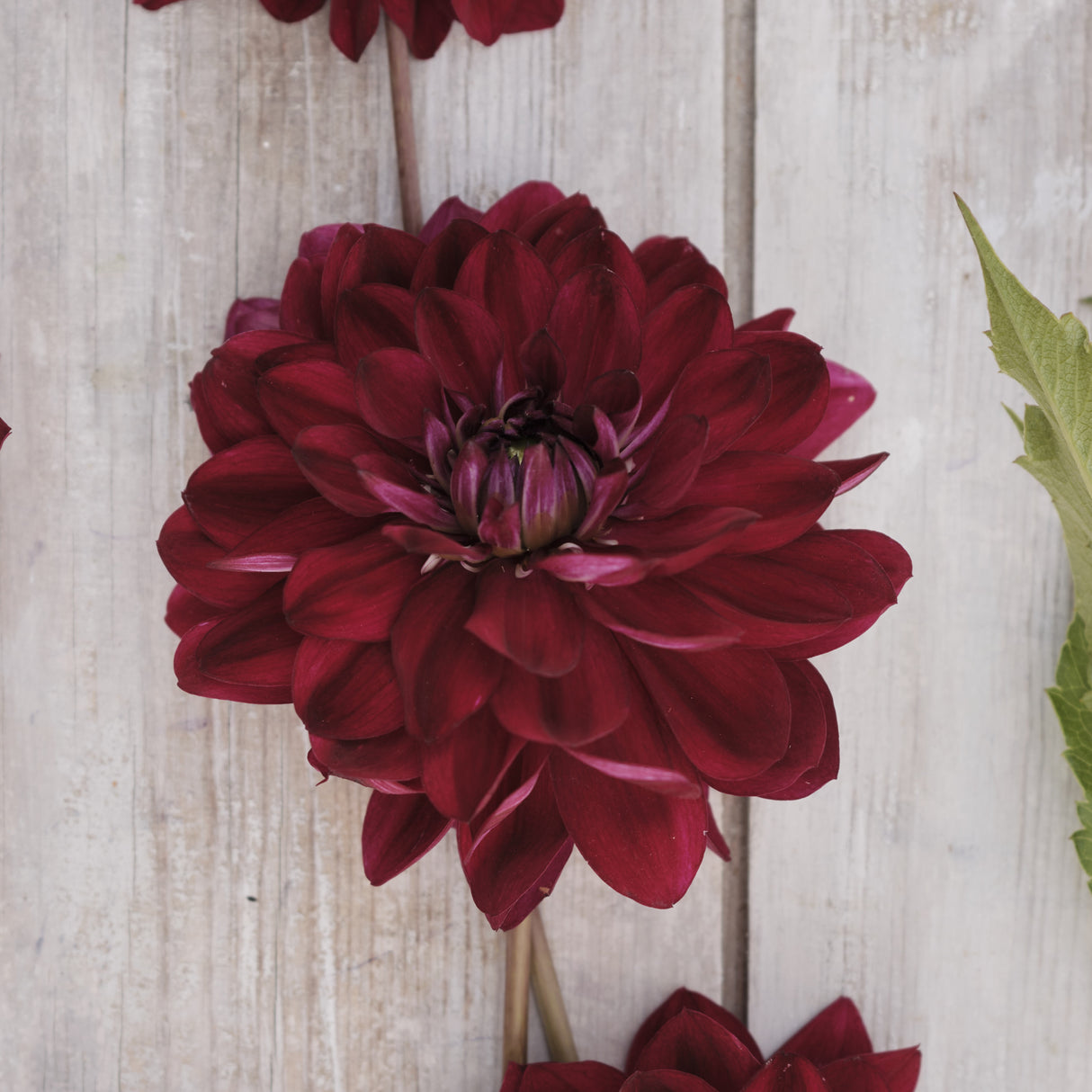 Dahlia 'King Arthur'