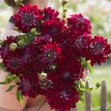 Dahlia 'King Arthur'