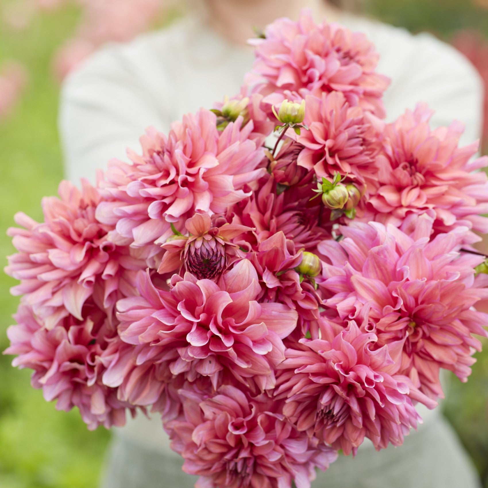 Dahlia 'Klara Zak'