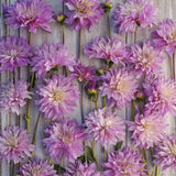 Dahlia 'Labyrinth Twotone'