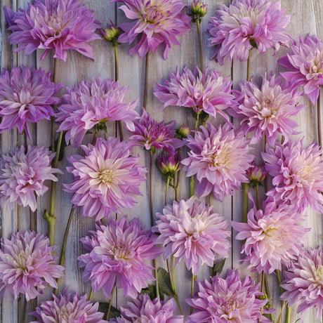 Dahlia 'Labyrinth Twotone'