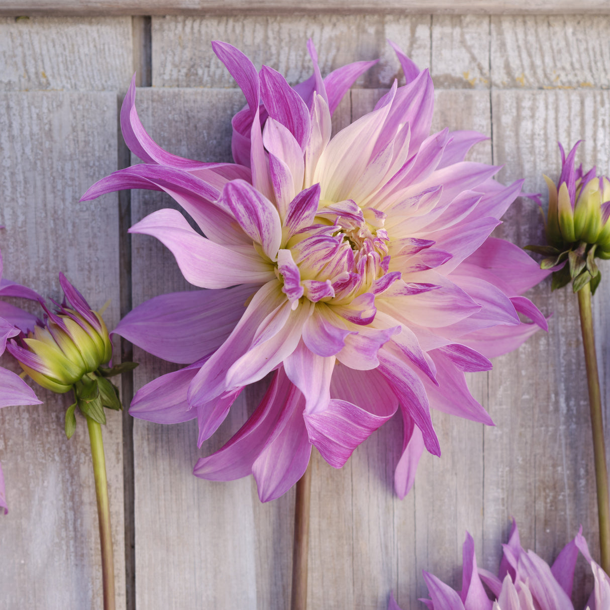 Dahlia 'Labyrinth Twotone'